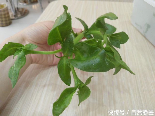 田七是常见的一种植物,河南农村妈妈告诉你,吃田七叶的好处