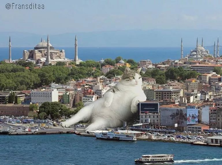  哥斯拉|要是小猫咪突然变成了庞然大物，这个世界会是什么样的