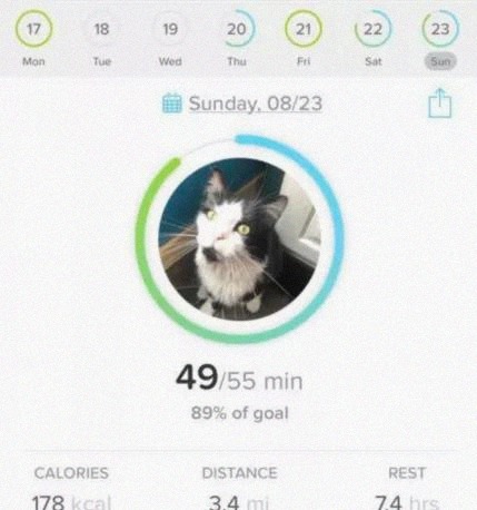 晚上|我寻思一只猫晚上能干啥?直到方圆几十里的邻居都跑我家来找鞋