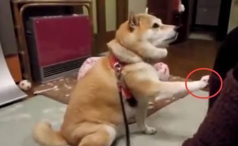 柴犬|柴犬想让主人摸它，它不停这样示意主人，真是太可爱了