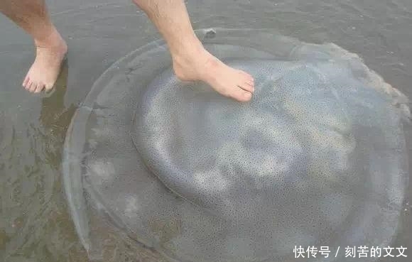 认出|海鲜大全, 你能认出多少