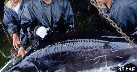 看完|为何说中国把鱼子酱拉下“奢侈品”神坛,看完才知道,是我们太强