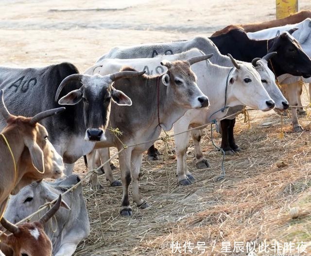 到底|印度,到底让不让吃牛肉?|地球知识局