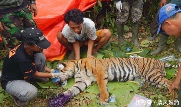 报警|采药女子见一群人打晕老虎,报警后,得知真相女子当面道歉