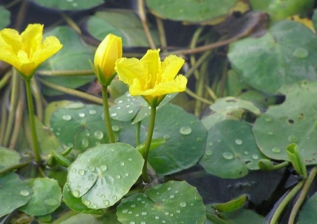 葵菜|古代“蔬菜之王”你吃过吗？当它称霸餐桌时，大白菜还在跑龙套