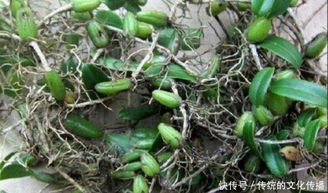 肠胃|肠胃不适可以吃它,还能清热化痰,用来烹饪味道更佳!