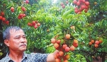 男子|男子偷荔枝摔断腿,家属索要赔偿,果农一句话让所有人都沸腾了!