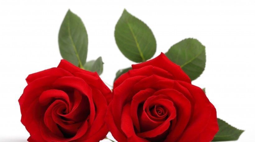  喜人|近期桃花喜人，爱情迎好运，有望遇见良缘佳偶，要脱单的四大生肖