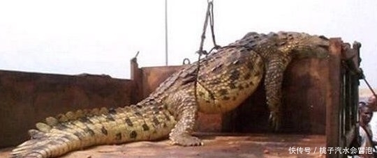 罗丽|世界上最大的鳄鱼,菲律宾罗丽鳄鱼身长6.17米