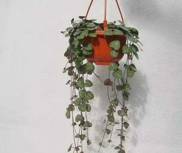 美爆|这种多肉吊起来养,所谓像一串串葡萄一样,美爆了