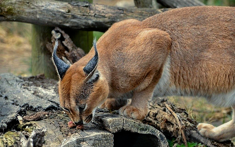  野猫|濒临灭绝物种 · 小型猫科动物 —— 野猫
