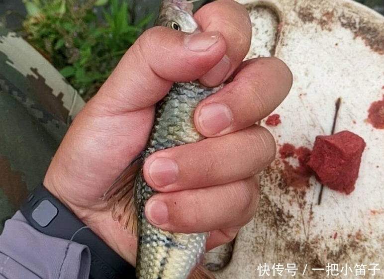 小鱼|这种叫“溪石斑”的小鱼，以前很多，如今上百元一斤，你认识吗