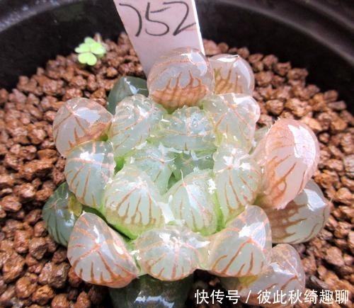 全球|盘点全球昂贵8类多肉,养过其中3种,我跪下抱大腿,乖乖叫土豪