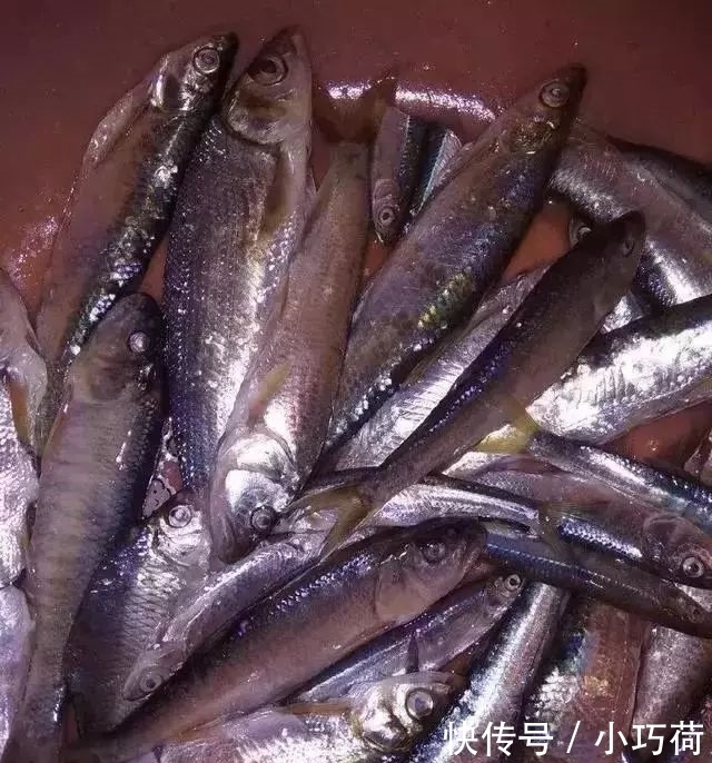 河里|全吃过的是牛人，这些农村河里的野味胜过餐厅的硬菜，你吃过么