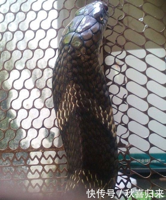 巨型|心痛,农村老汉徒手抓获这条巨型野外生物,结果却因此也害了自己