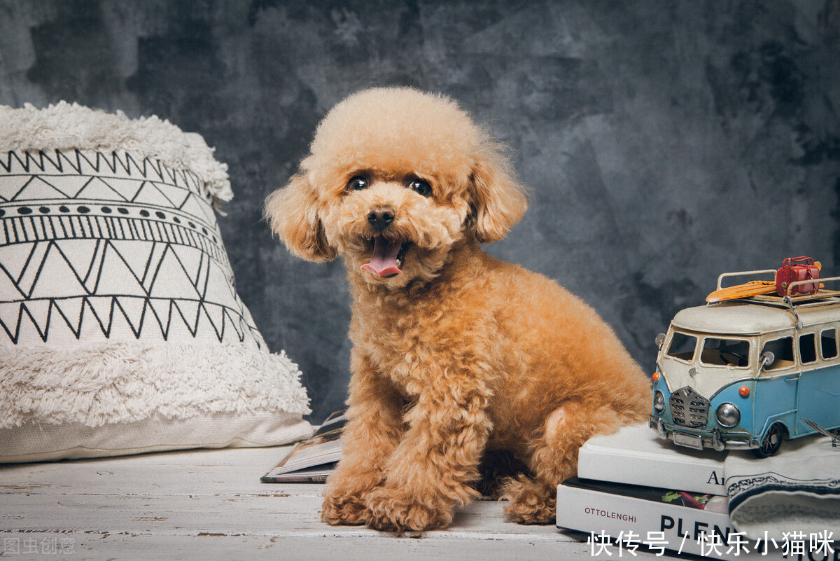  惩罚|总这样惩罚泰迪，你觉得你不会失去它吗？