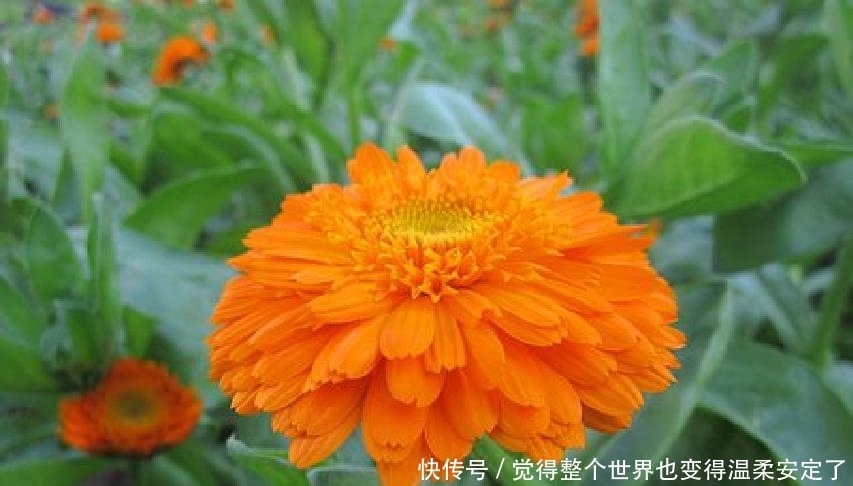 人生|元气满满的人生良言,精致走心,发朋友圈很不错