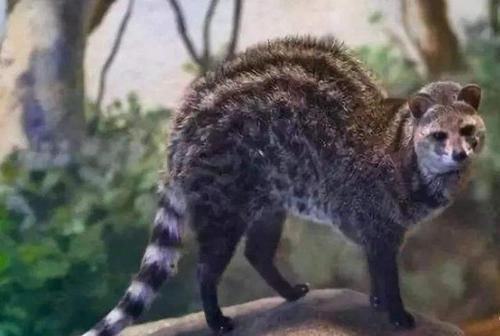 上榜|探索神奇的世界世界10大灭绝动物，霸王龙和渡渡鸟上榜，你认识几个