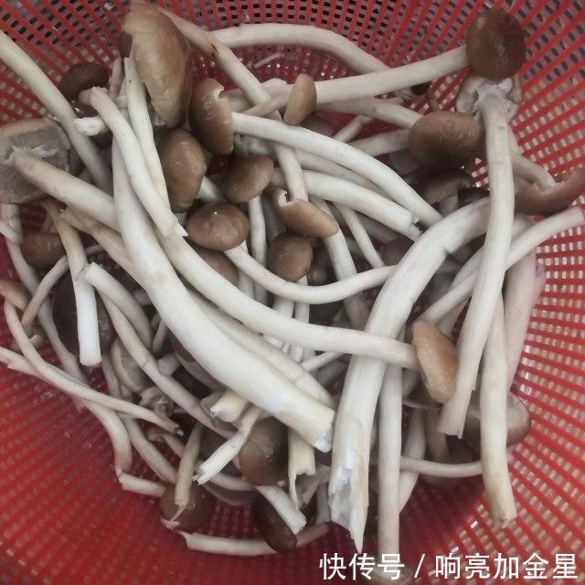  好喝|茶树菇鱼丸鸡汤，营养丰富，鲜美好喝