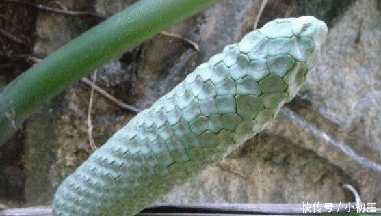 太坑人|“最坑人”的4种水果,买的人还很多,全吃过的都是“土豪”!