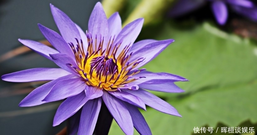 大吉大利|8月开始钱财无忧，事业大展宏图，日子大吉大利的四大生肖