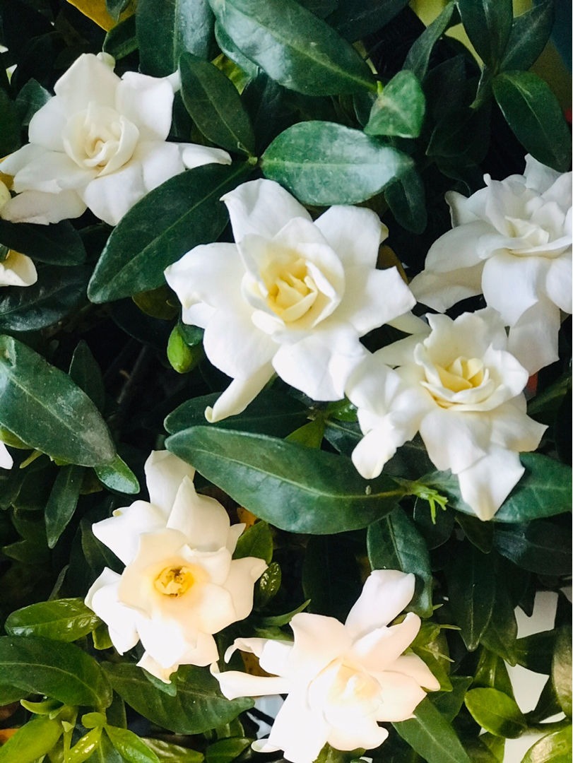 常见|农村常见的花,摘下来还能做菜吃,味道比鸡肉还鲜美