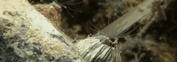  海洋中|大白鲨身上干干净净，为什么蓝鲸身上有很多附着物