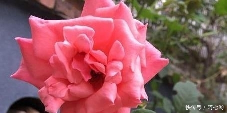 发酵|农村嫌弃的东西，城里人抢着拿它来种月季，是种植的好东西。