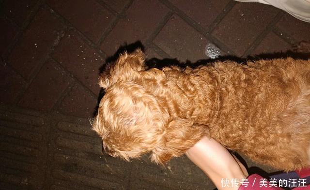  流浪|泰迪年事已高独自流浪大街，看到它的样子，男孩不忍心丢下它离开