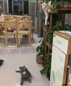  队友|搞笑GIF：上面的猫咪怎么成精了？竟然会逗队友？