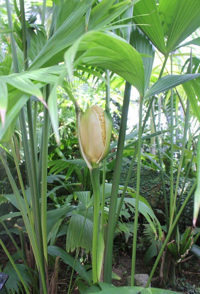 植物|世界上最奇特的植物，盛开的花朵像方便面，勾起人想吃的欲望