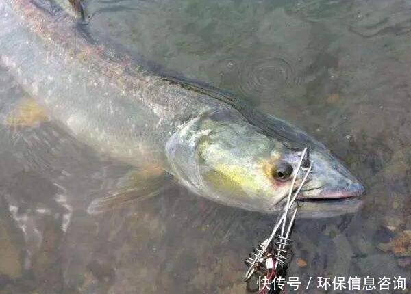 务川自治县|非法捕捞长江鱼三斤，被判7个月