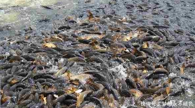 终于|亚洲鲤鱼泛滥成灾,黄鳝原来是它们的克星,这下终于解决烦恼了