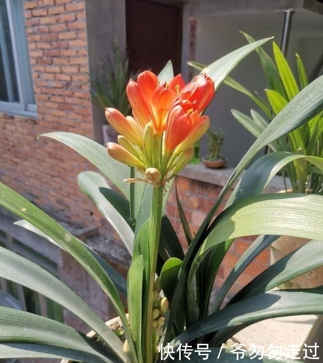 大哥|农村大哥,专门挖这种土养花,不花钱开花真旺!