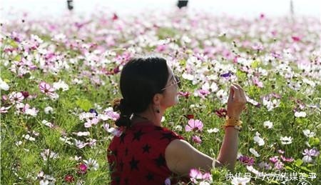 简直|简直不要太美！15亩格桑花点燃西华湿地