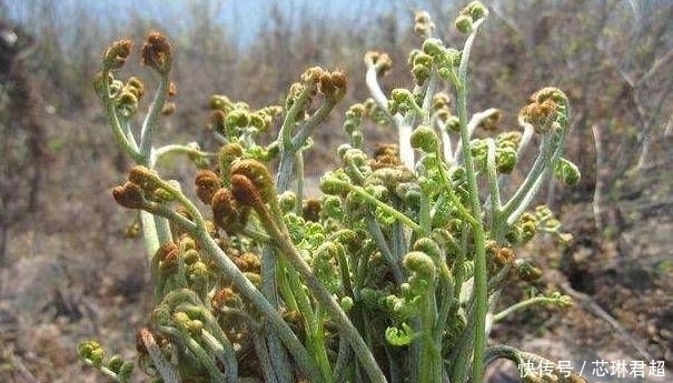  每斤|农村人常吃便宜的野菜，城里人争相买第六种，每斤80元