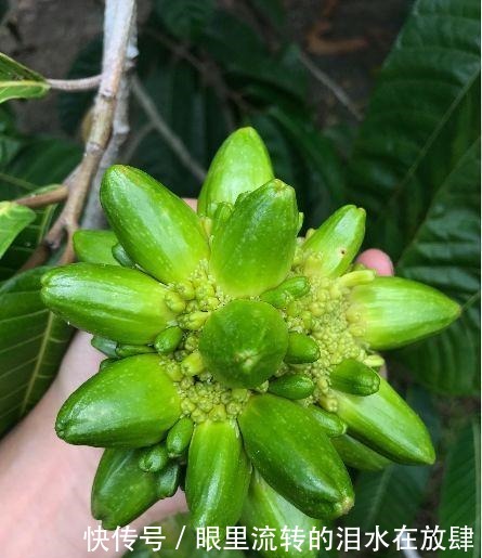 哪种|水果界的“李佳琦”,吃遍3000多种水果,哪种最好吃