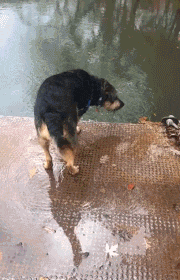 理解|搞笑GIF:这种痛,只有男人才能理解