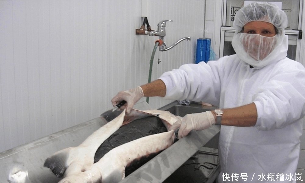 生产|富豪们最爱的食物之一, 价格昂贵, 生产过程却相当残忍