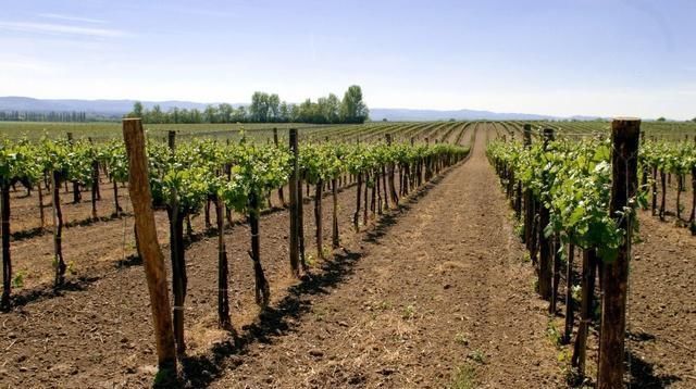 优质|葡萄要实现优质丰产和稳产需要哪些养分这样施肥即可满足需求