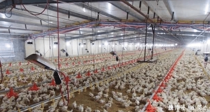 炸鸡|一只鸡就两条腿,肯德基鸡腿为啥能供应不断,看完养鸡场就明白了