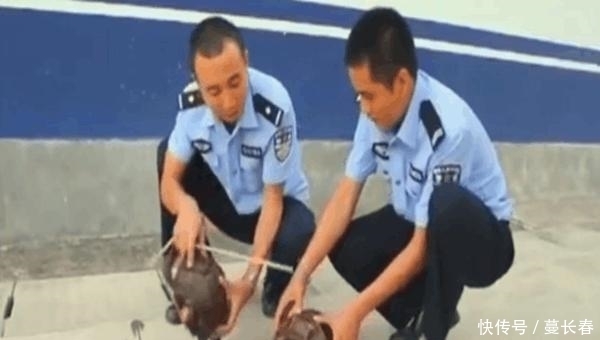 森林公安|真正的坑爹, 朋友圈晒视频炫耀, 引来警察将父亲抓走
