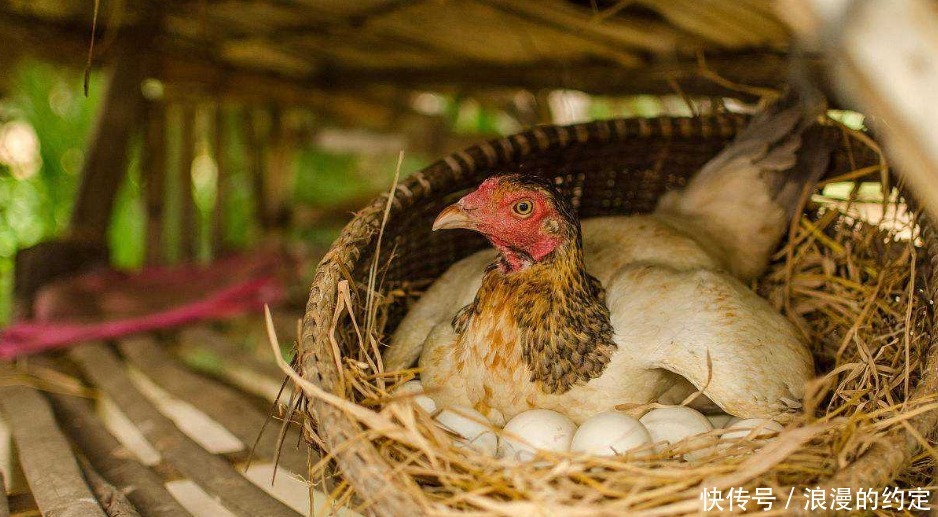 从来不|为什么鸡蛋被人拿走,母鸡从来不生气看完涨知识