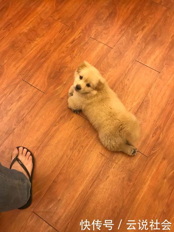  看起来|停车场流浪狗抱着女孩的腿不松开，把它抱回家后小家伙重获新生