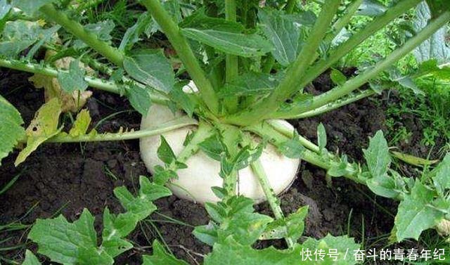 萝卜|常被误以为是萝卜的它,种植超2000年,成我国出口名菜