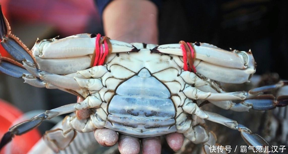 选购|8月,这5种应季海鲜别错过,教你选购技巧,保证挑的又鲜又肥美