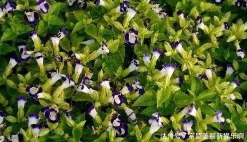 夏季|夏季在家盆栽植物担心养不好?不如选这3款,天热照样好养活