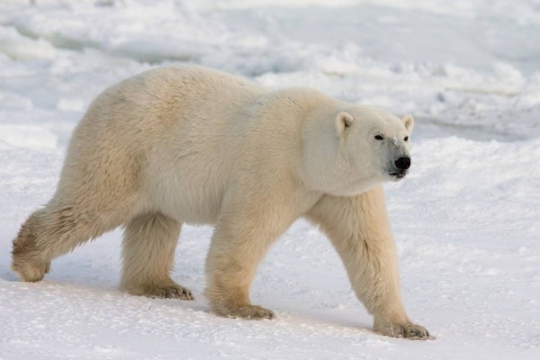  巨型短面熊|它是地球上最大的熊，站立起来高达5米，史前北美真正的北境之王