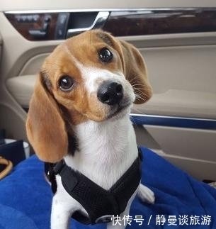  比格|关于比格犬你知道多少？怎么饲养比格犬？