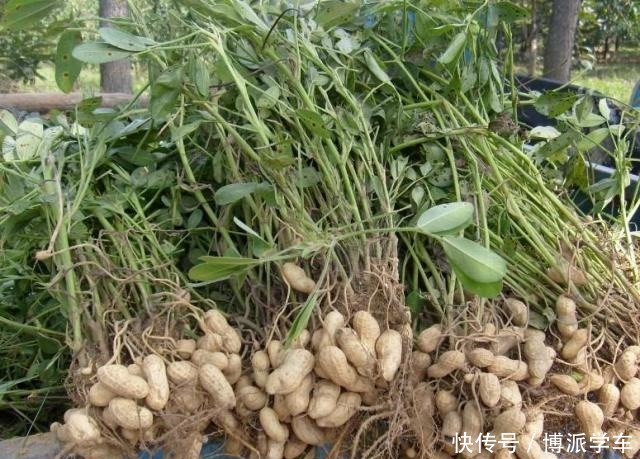 花样|啥蔬菜都吃不起,花样吃萝卜,你们都知道哪些!